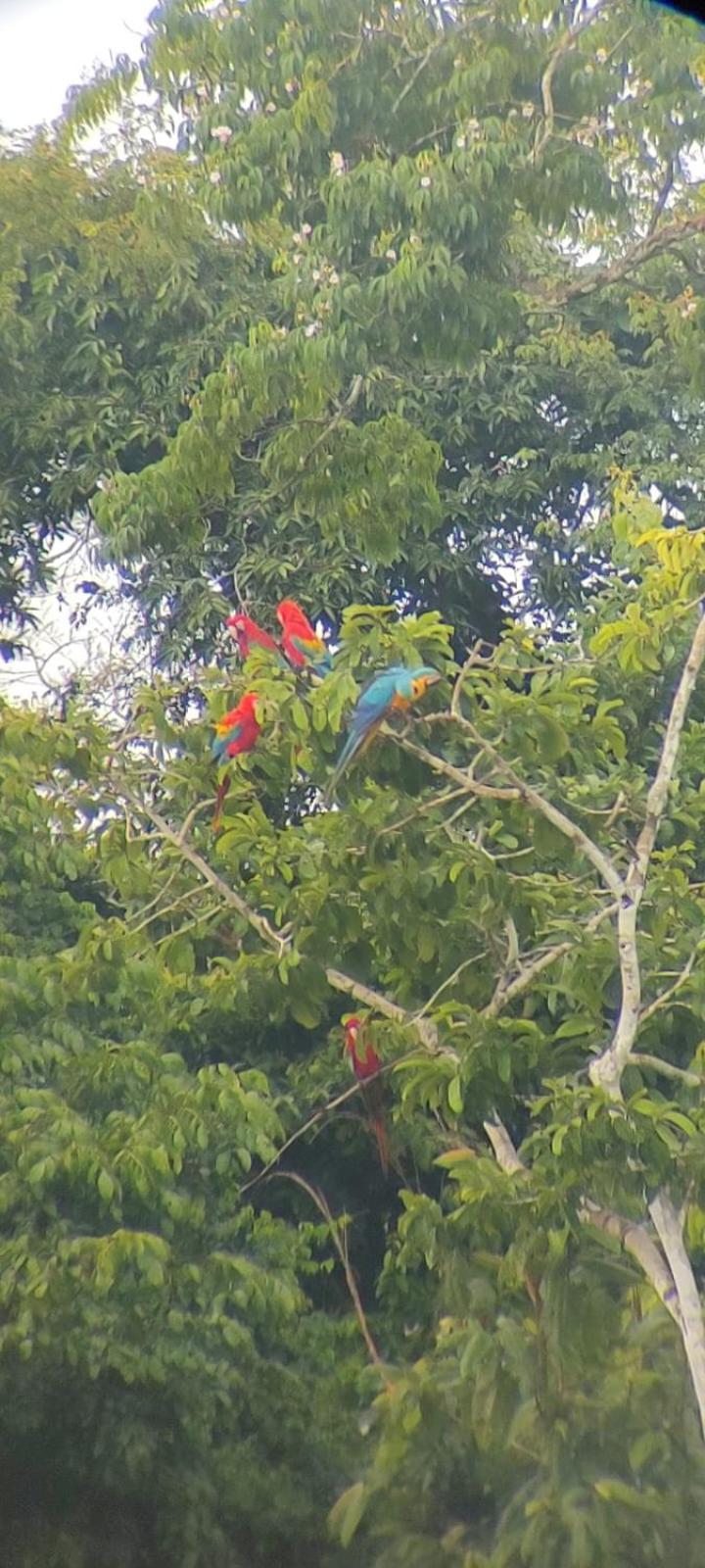 Sunrise Of Tambopata Villa Puerto Maldonado Eksteriør bilde